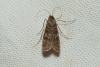 Nomophila noctuella